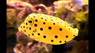 ミナミハコフグ Yellow boxfish Ostracion cubicus Linnaeus [upl. by Bodi]