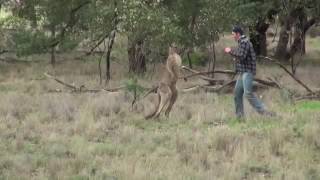 Homem da soco em Canguru para salvar seu cachorro [upl. by Baum]