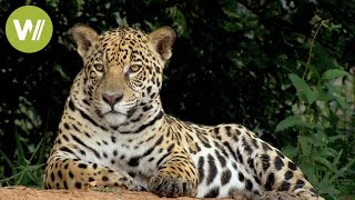 Secret Brazil Jaguar the king of the Pantanal  Animal documentary  Part 12 [upl. by Winnick841]