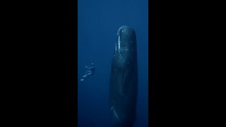 This is How Sperm Whales Sleep Shorts [upl. by Yeo91]