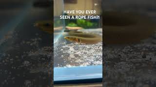 Have you ever seen a rope fish before localfishstore [upl. by Nilad]