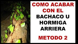 Cómo ACABAR con las HORMIGAS CORTADORAS o BACHACOS parte 2 [upl. by Ihsoyim]