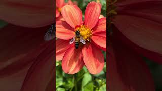 Breathtaking CloseUp Footage of Bee Collecting Sweet Nectar from Vibrant Flowers 🌺🐝 MustSee [upl. by Eniamrej540]