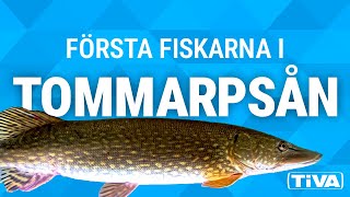 Första fiskarna genom fiskräknaren i Tommarpsån [upl. by Elliven]