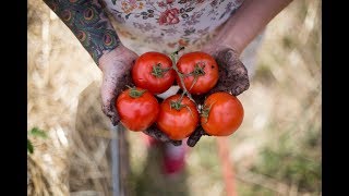 How to Grow The Best Tomatoes  Gardening Tips and Tricks [upl. by Lamej]