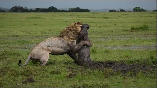 Lion Digs Up a Warthog [upl. by Stratton961]