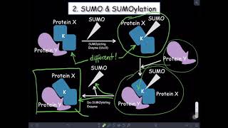 Introduction to SUMOylation [upl. by Ellenuahs]