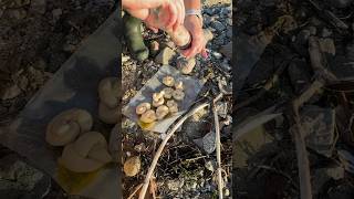 Cooking With Darryl shorts dinghybuilding clam dinghysailing [upl. by Eidua972]