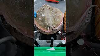 watch my live removing stingray skin [upl. by Nosro604]