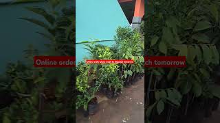 Online order plans tomorrow dispatch ready to selected watering good plant good quality [upl. by Yerga]