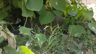 Angry peahen hatching eggs [upl. by Olympie392]