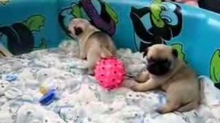 Pug Puppies So Cute [upl. by Kristofer107]