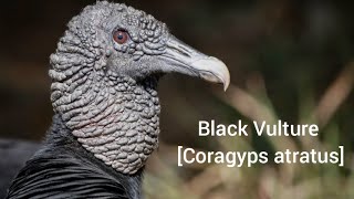 Black Vulture Coragyps atratus🐦🦜🕊️🎵🐤❤️🐤🌹🍀💖 [upl. by Dewhirst]