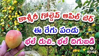 కొత్త రేగు రకంతో పంట పండింది  Success Story of Kashmiri Golden Apple Ber Farming  Karshaka Mitra [upl. by Zysk]