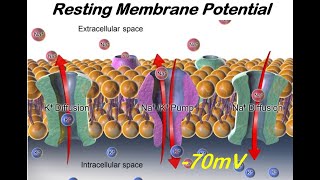 The Resting Membrane Potential [upl. by Eserahc]