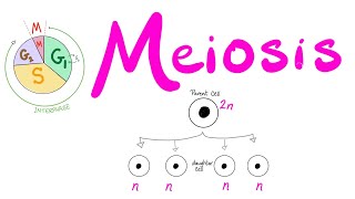 Meiosis  Cell Division  Biology Series for MCAT DAT GSCE ACT SAT AP Biology [upl. by Binny629]