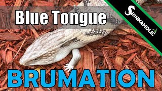 Brumation Hibernation amp Blue Tongue Skinks  Ep 49 [upl. by Noellyn]