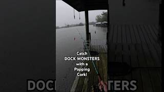 Catch DOCK MONSTERS with a Popping Cork shorts fishing [upl. by Egwin]