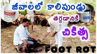 Foot rot గాలికుంటు జీవాలలో కాలిపుండ్ల వ్యాది లక్షణాలు చికిత్సPashunestam [upl. by Ibbie]