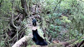 Meidase P60 Trail Camera  Both cubs come back down to mom [upl. by Ava]