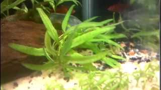 plant profile hygrophila polysperma sp quottigerquot [upl. by Loesceke48]