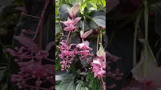 Medinilla magnifica 宝莲花 [upl. by Cleo]