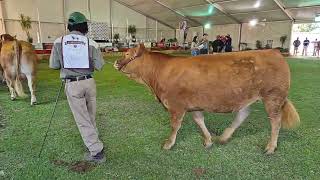 Limousin Cattle Breeders Southern Africa Junior Vroulike Kampioenskap regstreeks vanaf Bloem Show [upl. by Olenta]