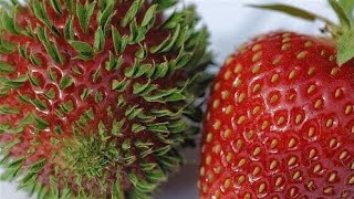 Si Te Gustan Las FRESAS Tienes Que Verlo Como Germinar Fresas Frutillas  Sembrar Fresas [upl. by Daisi463]