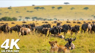 4K Great Africa Animals Moment  Lake Nakuru National Park kenya  Relaxing Sleep Meditation Music [upl. by Martijn]