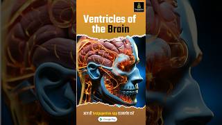 Ventricles of the Brain  nervous system ventricles nervoussystem brain testpaperlive nursing [upl. by Karalee]