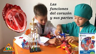 El CORAZÓN HUMANO sus partes aurículas ventrículos válvulas funciones anatomía para niños [upl. by Notsirhc]