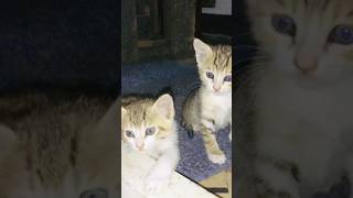 Cute Kittens Basement Catventures cat thecatmamachannel cutecat catcare kitten catsgarden [upl. by Nivre]