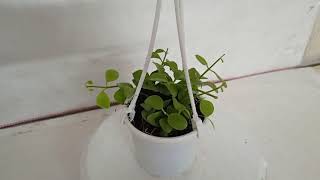 SKU  SGCN206 Dischidia Nummularia Green Hanging Plant [upl. by Milka]