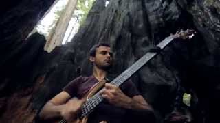 Solo Electric Bass Inside a Tree quotSlap Crackle Popquot [upl. by Reggis]