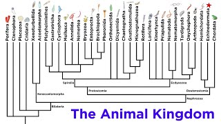 Major Divisions of Kingdom Animalia and the Problem With Animal Phyla [upl. by Sido]