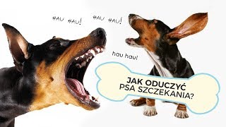 JAK ODUCZYĆ PSA UCIĄŻLIWEGO SZCZEKANIA [upl. by Nilok494]