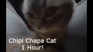 Chipi Chipi chapa chapa cat 1 Hour [upl. by Stanford]