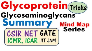 Glycosaminoglycans and glycoprotein biochemistry lecture [upl. by Attevaj]