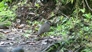 Bridled QuailDove Geotrygon mystacea Guadeloupe [upl. by Mychael]