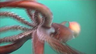 The Fierce Humboldt Squid  KQED QUEST [upl. by Cnut]