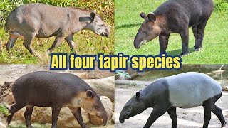 All tapir species Facts amp info [upl. by Lais]