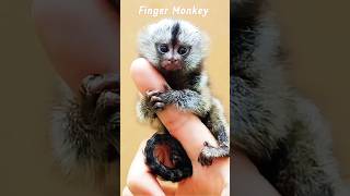 Pygmy Marmoset The Worlds Smallest Monkey [upl. by Essirehs]