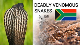 Deadly venomous snakes of South Africa mambas cobras puff adder boomslang twig snake [upl. by Nisior]