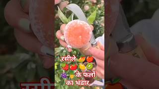 रसीले फलों का भंडार fruts satisfying fruiting fruit fruitcutting friut food friuts plants [upl. by Aigneis790]