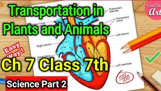 Transportation in Plants and Animals Class 7 Science Chapter 7  NCERT Explanation in Hindi  Part 2 [upl. by Pentha249]