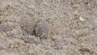 Sand Crabs at Cape May Point Beach New Jersey [upl. by Alledi492]