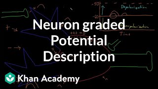 Neuron graded potential description  Nervous system physiology  NCLEXRN  Khan Academy [upl. by Enimisaj671]