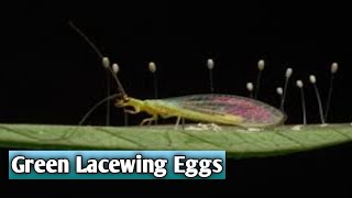 Green Lacewings Eggs Laid on Underside of Leaf [upl. by Sobmalarah]