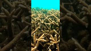 Branching Corals Acropora branching coral acropora fishschool reef reeffish underwatervideo [upl. by Aivlis]