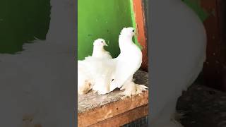 Fantail breeding pair youtubeshorts fancypigeon fantailpigeon [upl. by Rella917]